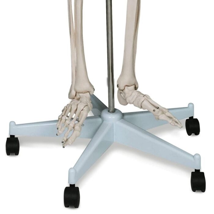 Jago 74072 Kostra lidské anatomie 181,5 cm - Image 2