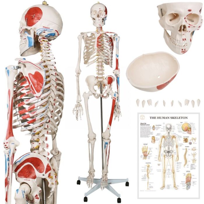 Jago 79222 JAGO Anatomie člověka kostra s detaily malby svalů, 181 cm - Image 2