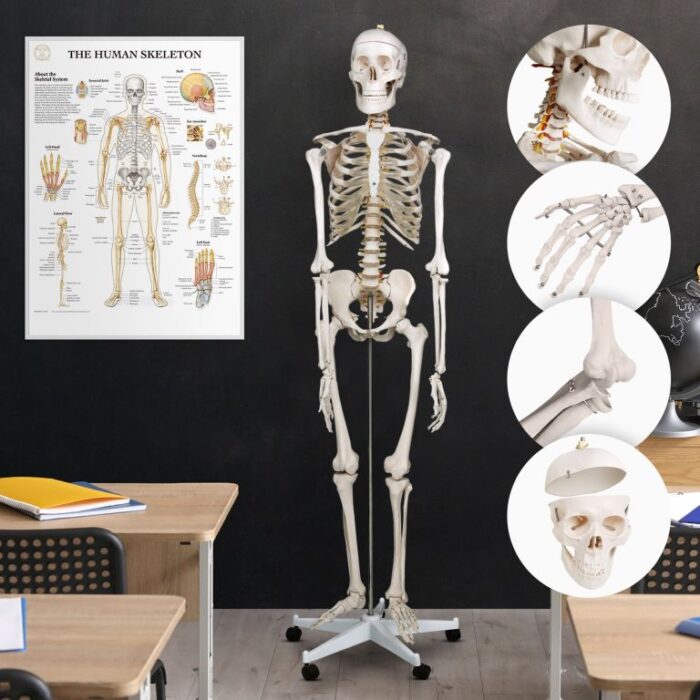 Jago 74072 Kostra lidské anatomie 181,5 cm