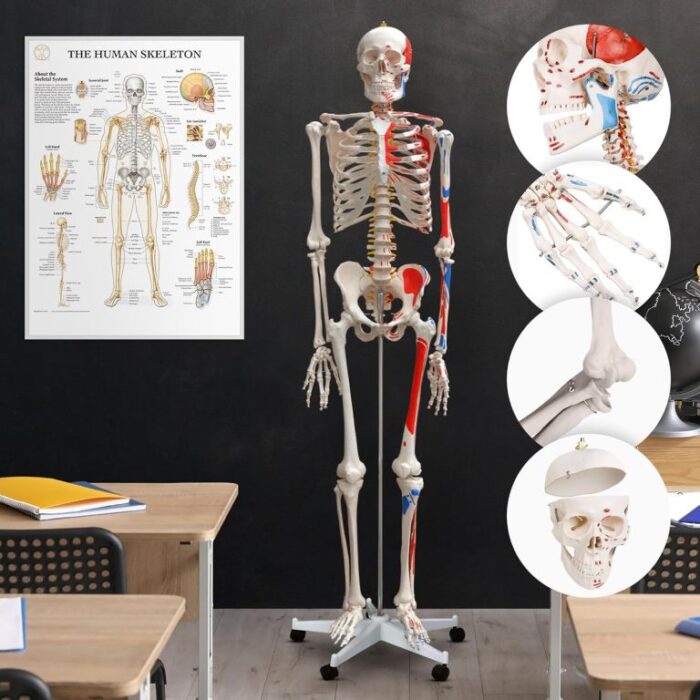 Jago 79222 JAGO Anatomie člověka kostra s detaily malby svalů, 181 cm